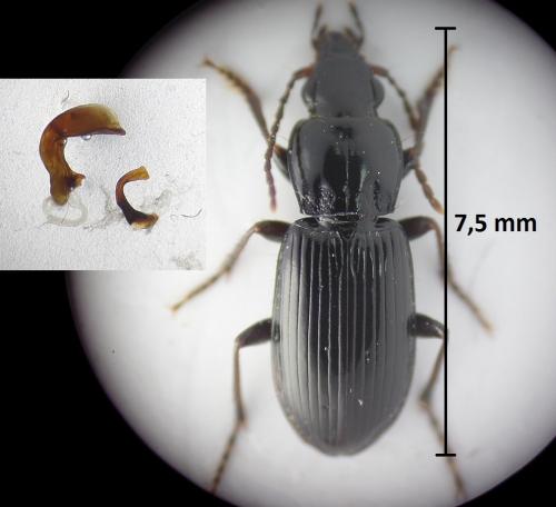 Pterostichus minor